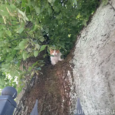 Найдена кошка, улица Камская