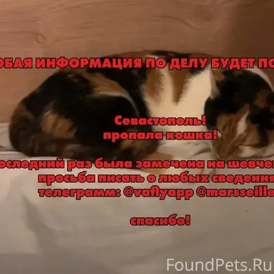 Пропала кошка, Севастополь