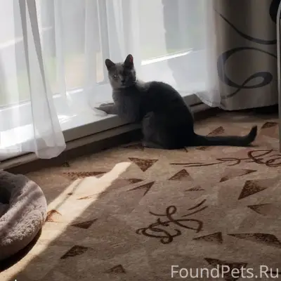 Пропала кошка, Курочкин Сад