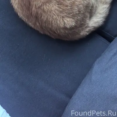 Найден кот 
