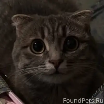 Пропала кошка, район Сириус