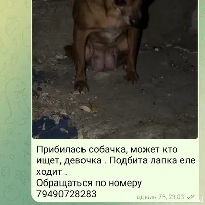 Пропала собака, Пролетарский район, Донецк