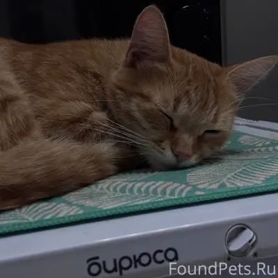 Пропала кошка Фрося, Пузакова 3А
