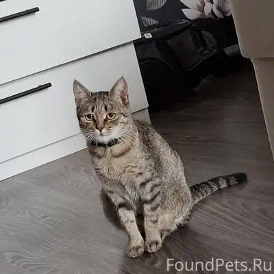 Пропала кошка, район вокзала Арзамас 1