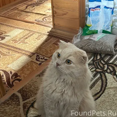 Пропал кот, улица Ленина