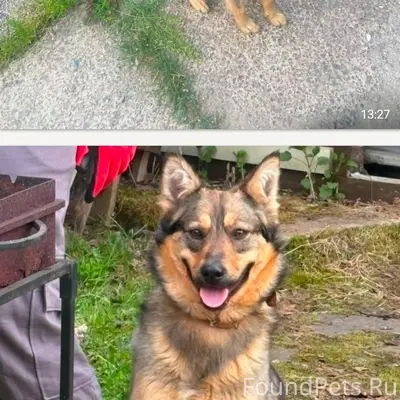 Пропала собака Боня
