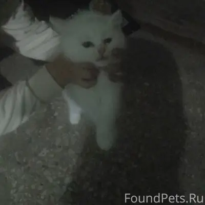 Пропал котёнок, район Балашовской