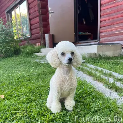 Пропала собака Джесси, с. Шошка