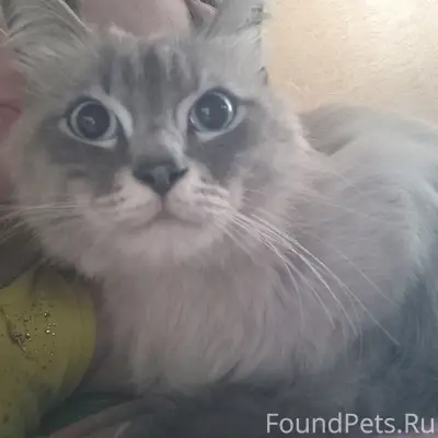Найден кот, Медведево