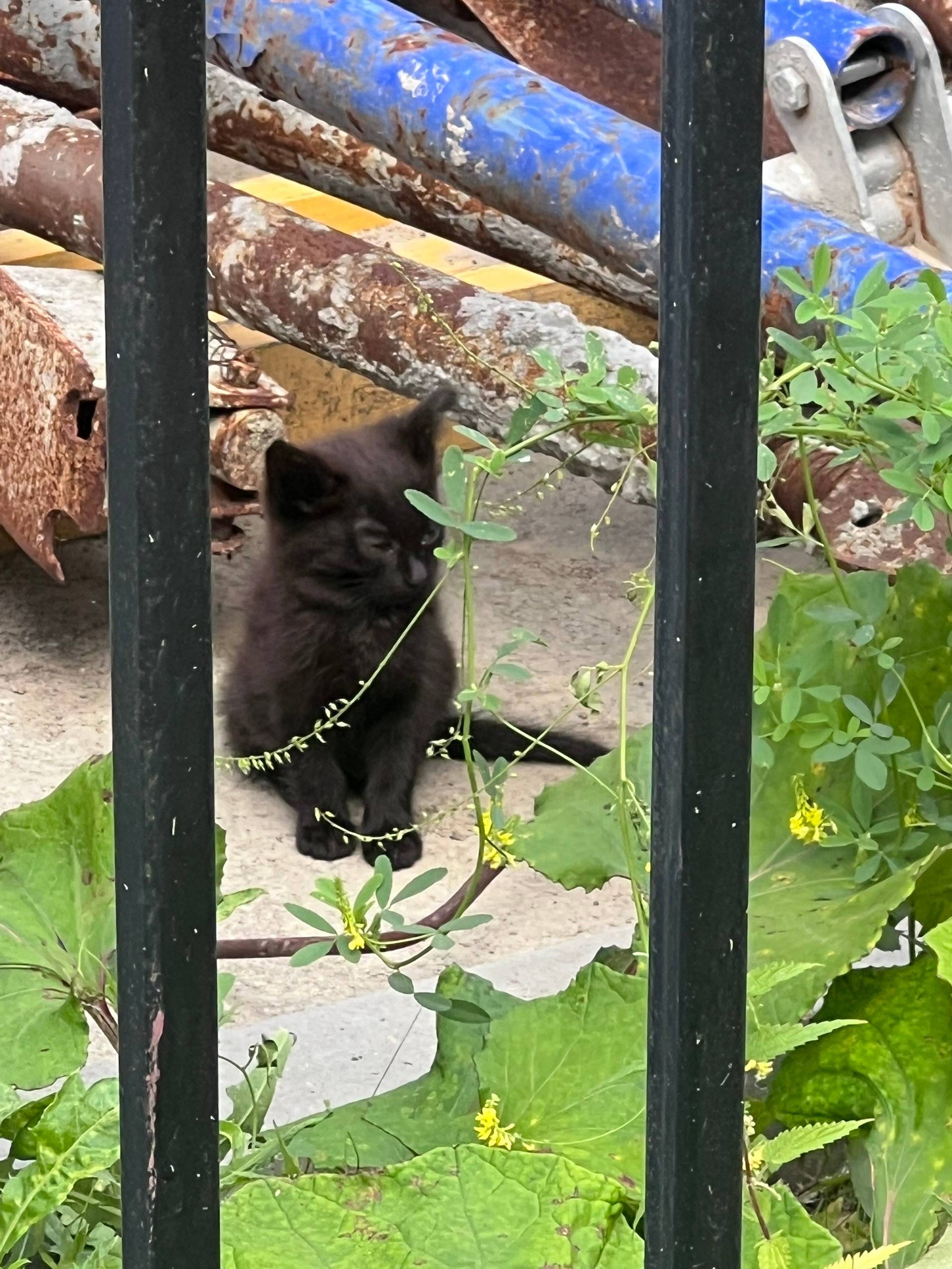 Найдены кошка с котятами, ул. Энергостроителей