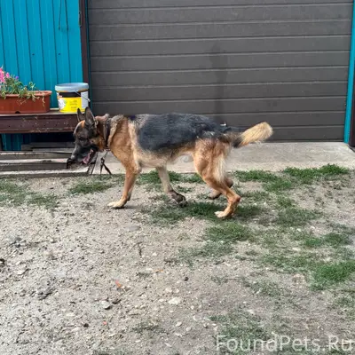 Нашли немецкую овчарку, мальчик, Канск