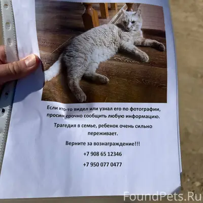 Пропал рыжий кот 14 лет 