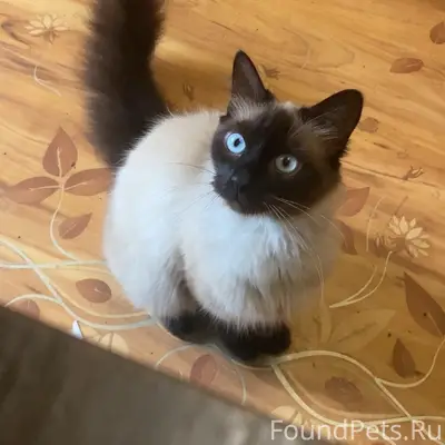 Пропал кот Банан