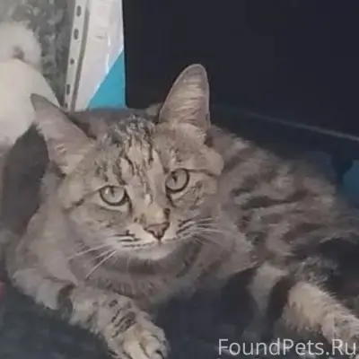 Пропала кошка Соня, Коломна