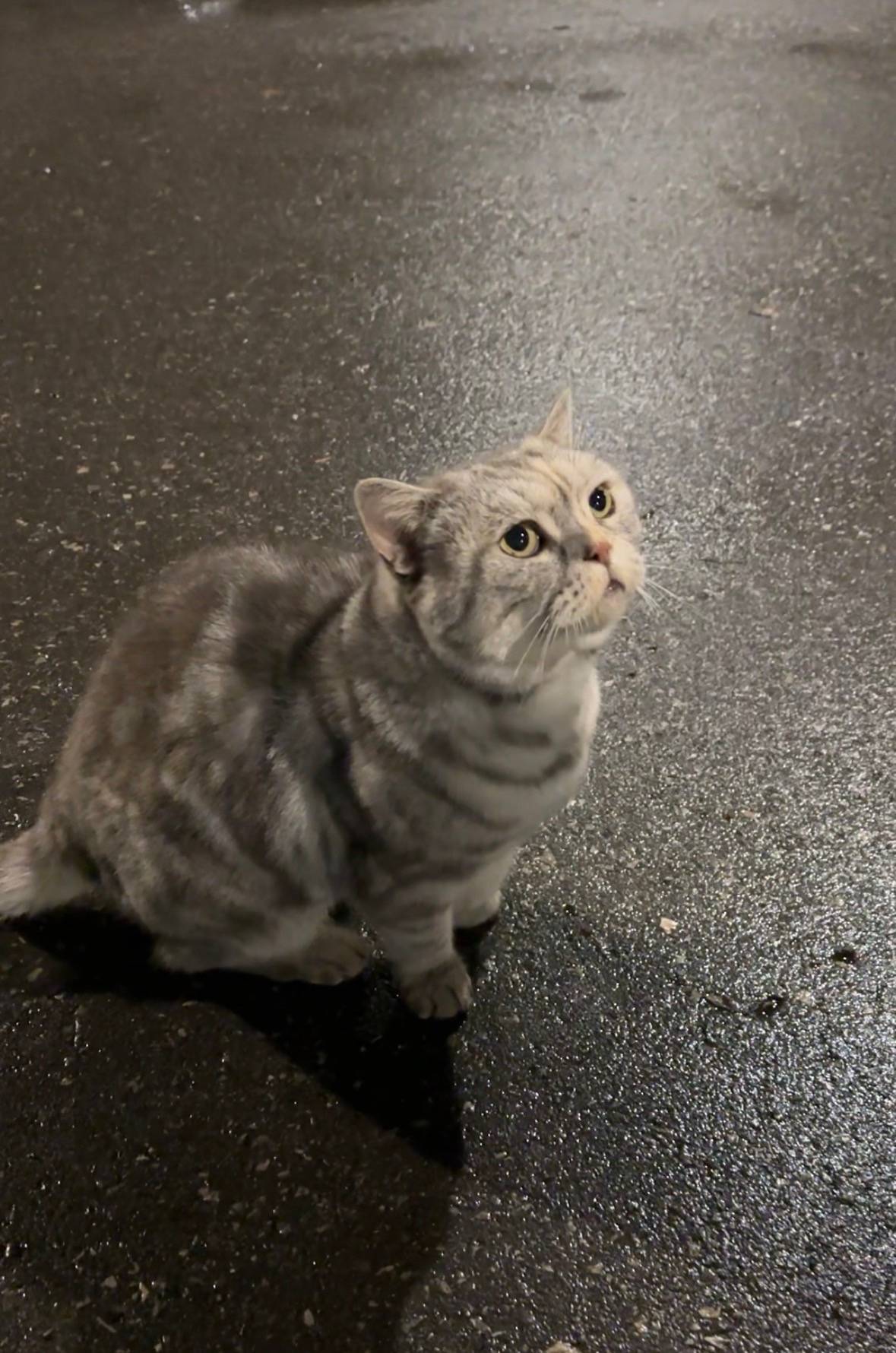 Найдена кошка, проспект Ленина, Нижний Новгород