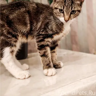 Найден котёнок с мраморным окрасом, ул. Безыменского