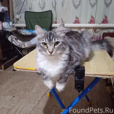 Пропала кошка Боня, Городище, переулок Проезжий