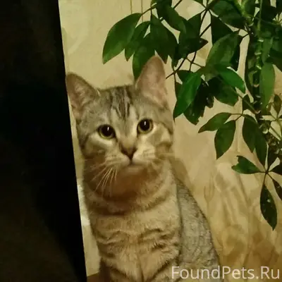 Пропал кот Рысик, рядом с ул. Богдана Хмельницкого