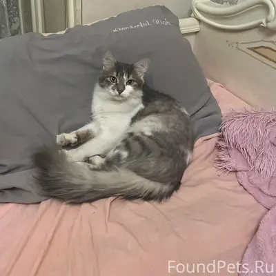 Пропал кот Савушка, район 3 школы