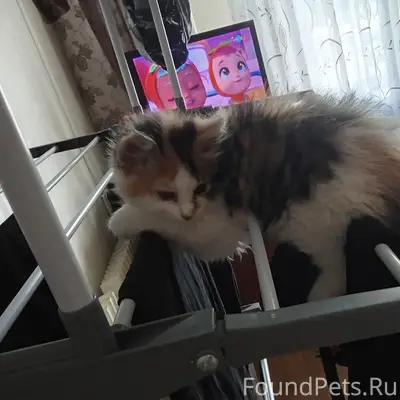 Пропала кошка, микрорайон Макаренко
