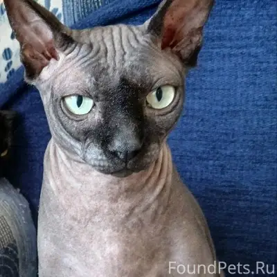 Пропал кот Рон