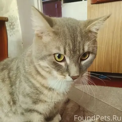 Пропал кот Кузя, ул. А. Рева 9