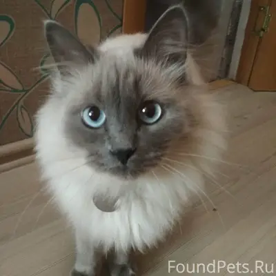 Пропал кот, Серпуховский район