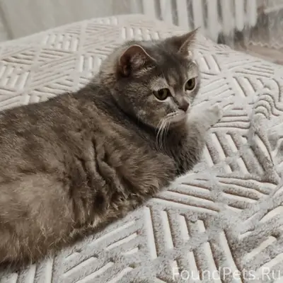 Пропала кошка Дымка, улица 5-я Земляничная