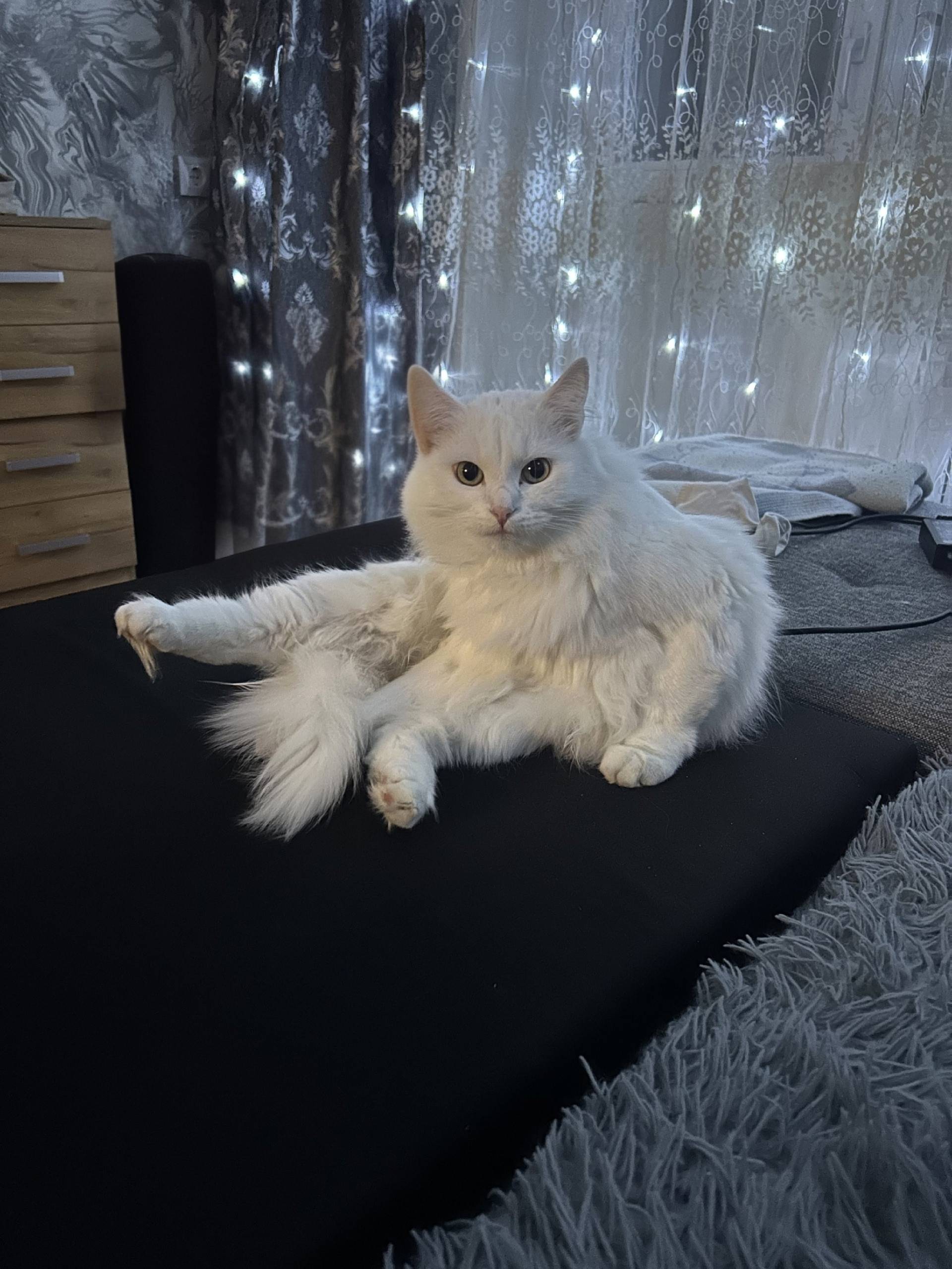 Пропал кот Бел, ул. Заводская
