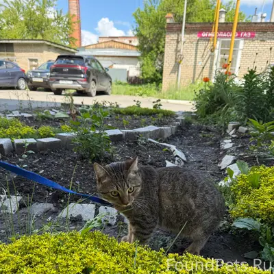 Пропал кот, район дома Герцена2