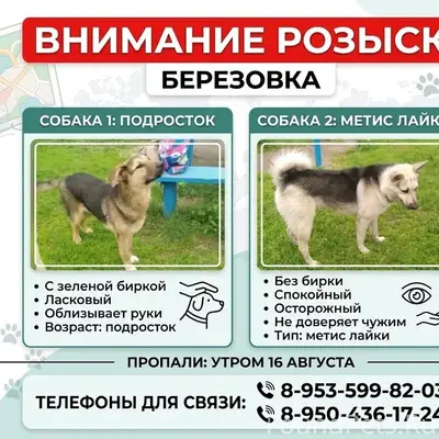 Пропали две собаки, ищем свидетелей