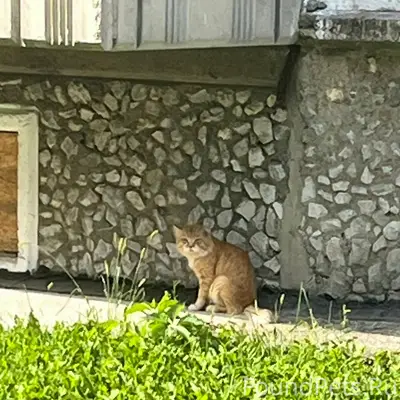 Найден рыжий кот, дом Демакова