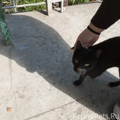 Найдена кошка, наб. Ла-Рошель