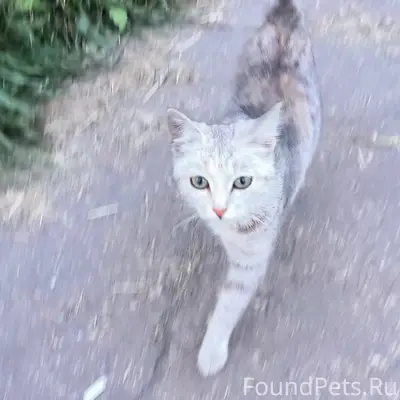Найдена трёхцветная кошка, предположительно домашняя