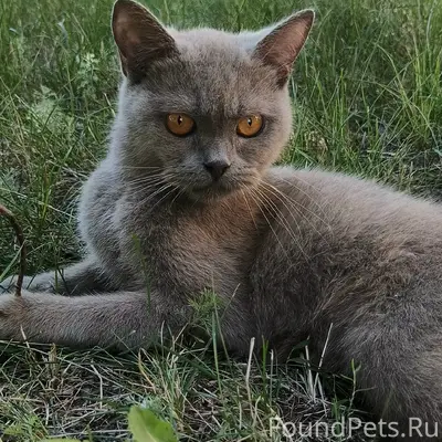 Пропала кошка, Ленина 11