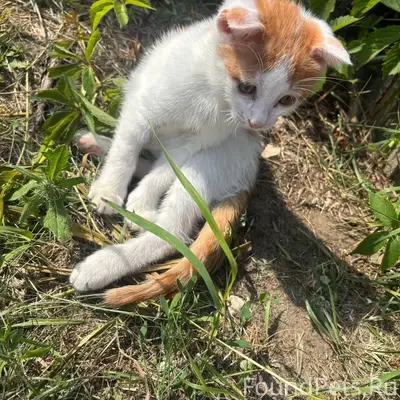 Пропал котёнок, [место не указано]