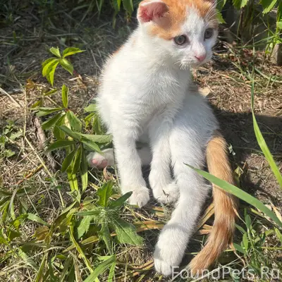Пропал котёнок, [место не указано]