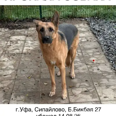 Пропала собака