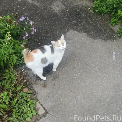Нашлась кошка или в добрые руки