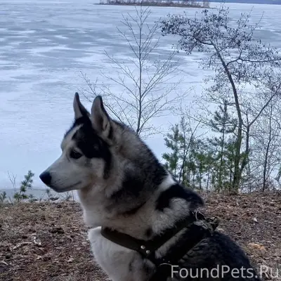 Пропала собака, тропа здоровья