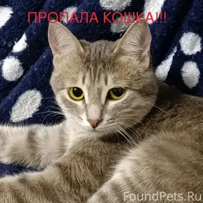 Пропала кошка Рося, Кривое Озеро