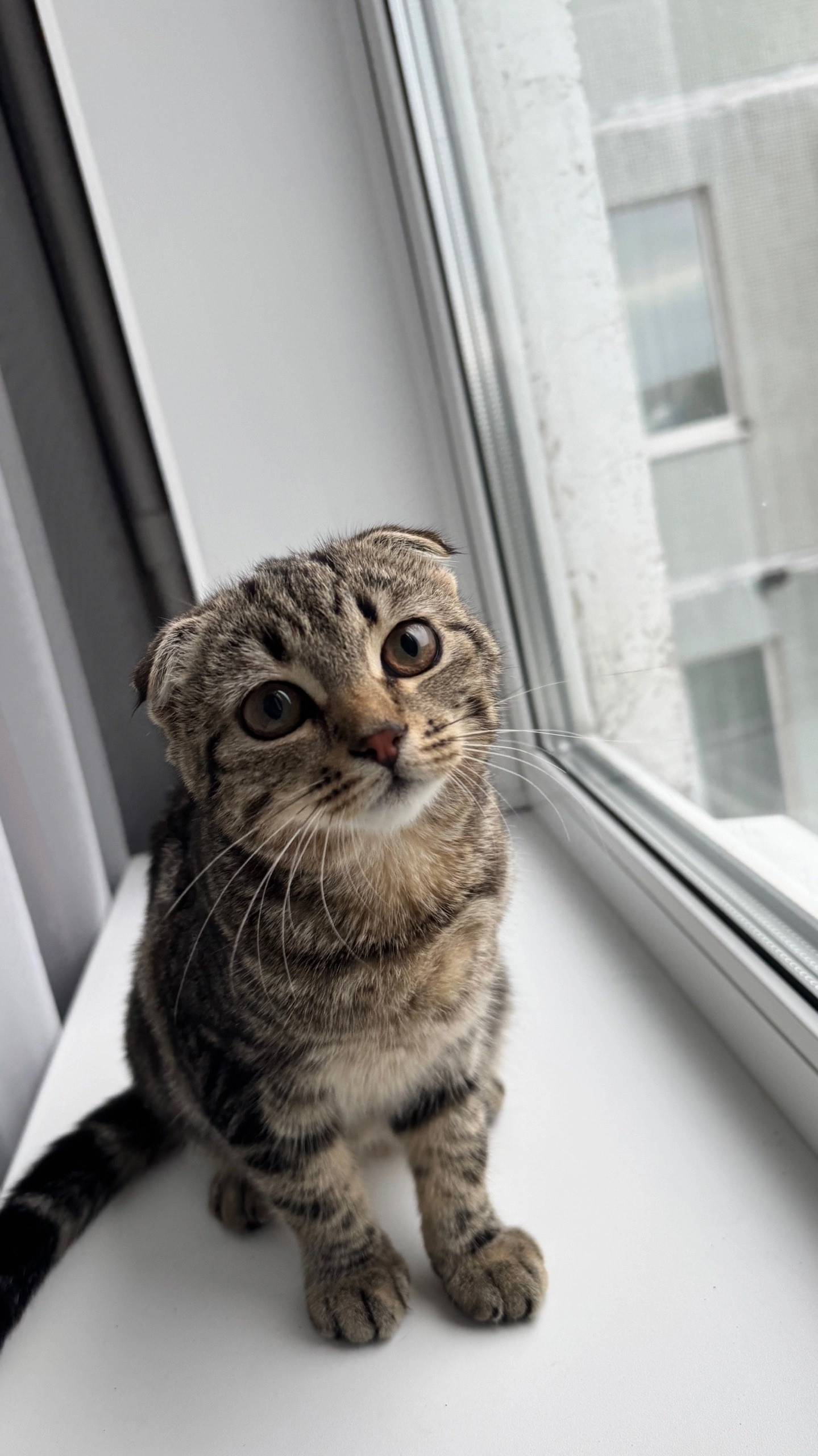 Найдена кошка, район Третьей Ударной