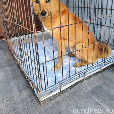 Найден кобель Карело-Финской лайки, Ухта