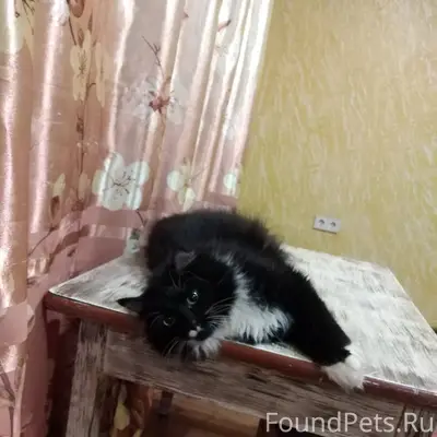 Пропала кошка, пос. Алексеевка