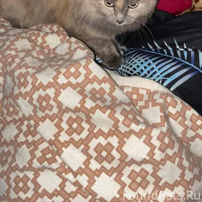 Найдена кошка, пер. Космонавтов