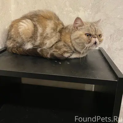 Найдена кошка, район Маяковского
