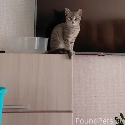 Пропал котёнок с чёрным ошейником, Революционная 278