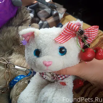 Пропала кошка, село Белогорье