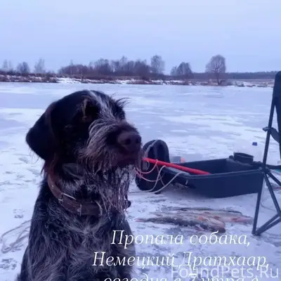 Пропал пёс