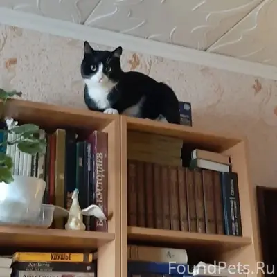 Пропал кот Феликс, деревня Васькино